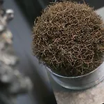 ليندينهوف 3*